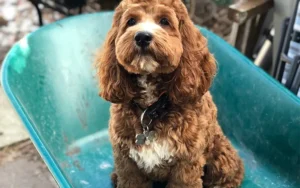 Responsible Dog Ownership: Simple Outdoor Tips for a Cleaner Cayman